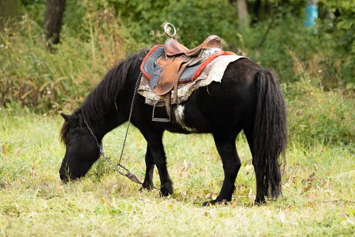 Isl Nder Herkunft Haltung Und Pflege Der Beliebten Ponys