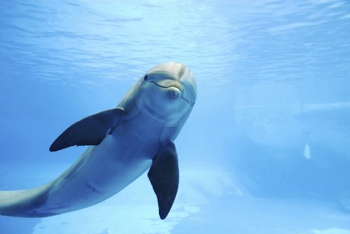 Delfin schwimmt