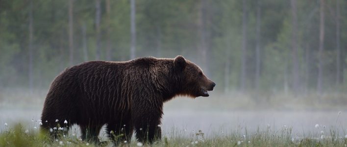 Braunbar Alles Uber Das Beeindruckende Raubtier Das Tierlexikon De