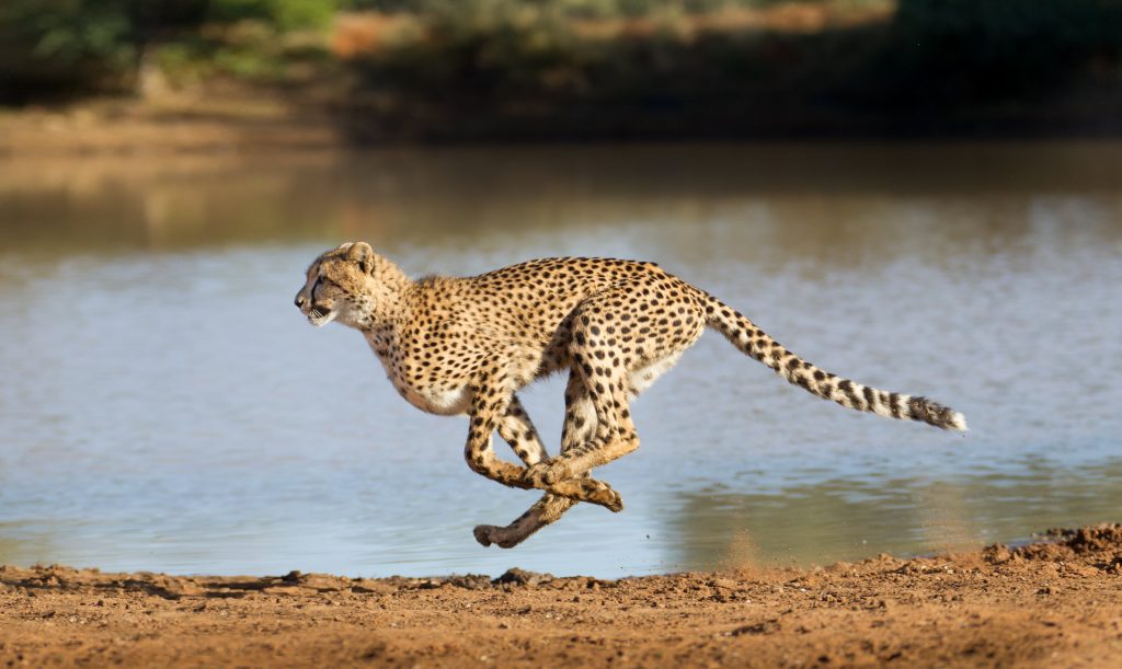 Gepard: Alles über das schnellste Landtier der Erde - Das-Tierlexikon.de