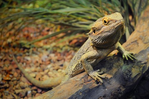 Terrarium: Was Sie wissen sollten, bevor Sie sich ein Terrarium zulegen