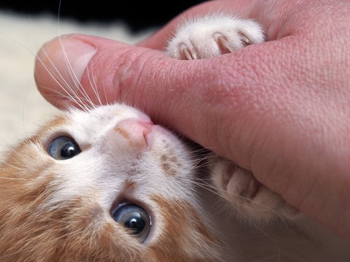 Katzenbabys - Tipps Für Die Haltung Und Erziehung Von Katzenbabys