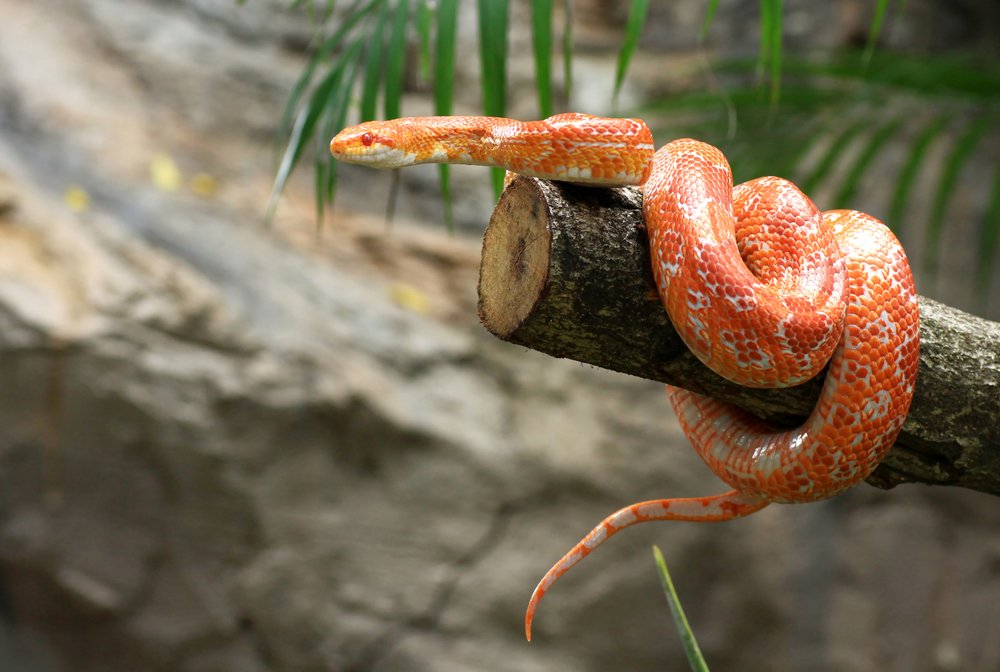 Terrarium: Was Sie wissen sollten, bevor Sie sich ein Terrarium zulegen