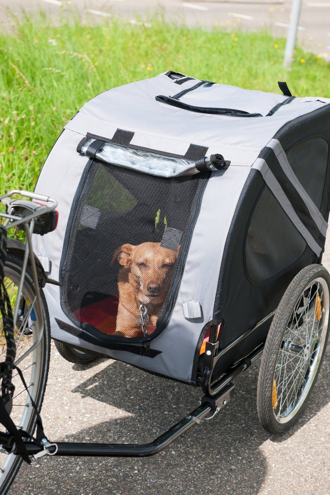 Test Fahrrad Hundeanhänger