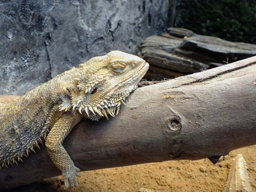 Bartagame: Dies sollten Sie über die kleinen Drachen im Terrarium wissen