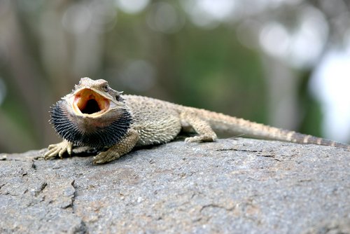 Bartagame: Dies sollten Sie über die kleinen Drachen im Terrarium wissen - Bartagame Zeigt Bart