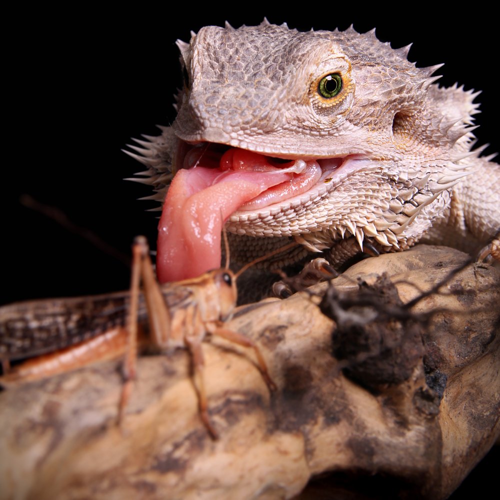 Bartagame: Dies sollten Sie über die kleinen Drachen im Terrarium wissen - Bartagame Fressen Heuschrecke