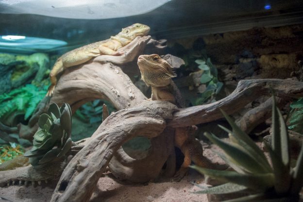 Bartagame: Dies sollten Sie über die kleinen Drachen im Terrarium wissen