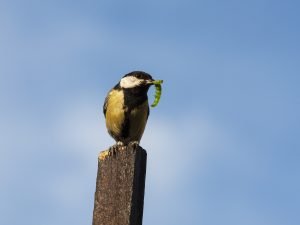 Kellerassel Warum Sie Nur Im Notfall Bekampft Werden Sollten