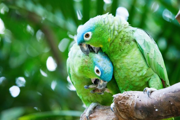 Der Papagei: Erfahren Sie alles über den Prachtvogel - Das-Tierlexikon.de