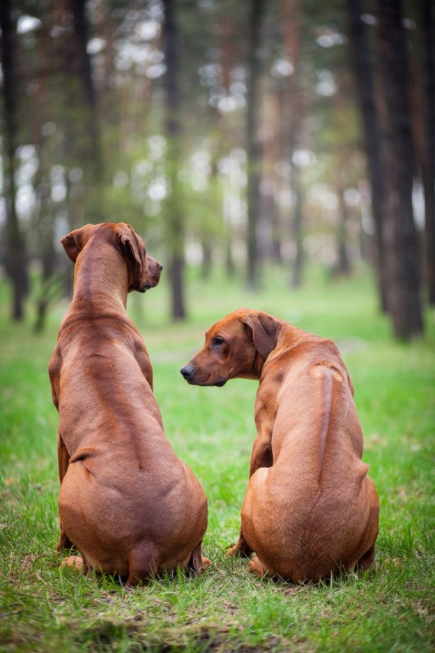 Rhodesian Ridgeback: Der sanfte Jagdhund aus Südafrika