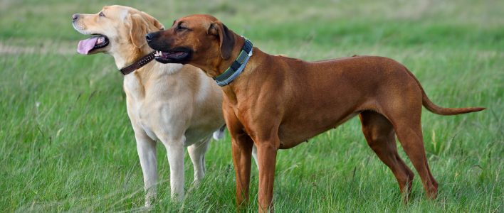 Große Hunde Das macht sie speziell &amp; wichtige Tipps zur Haltung