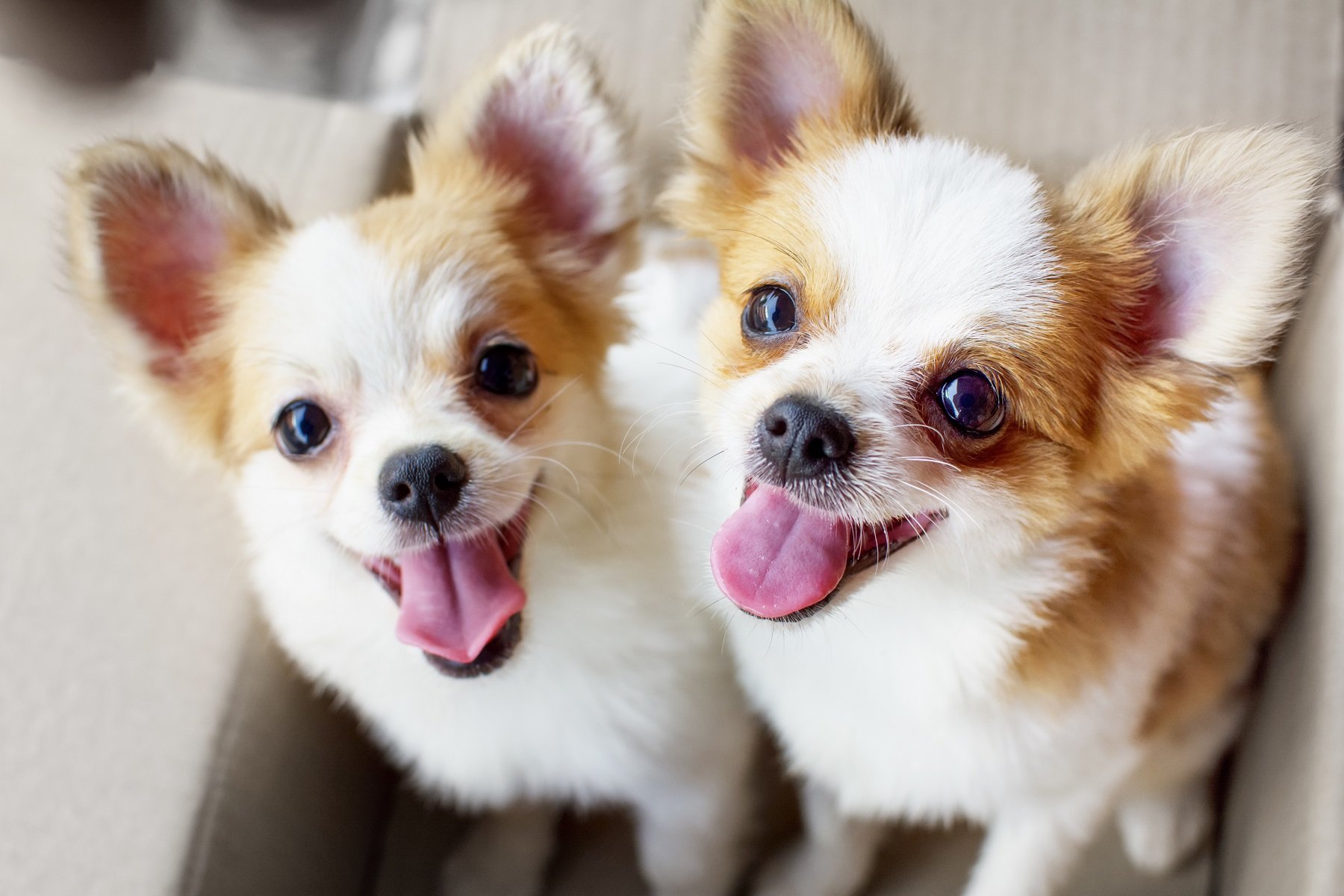 Chihuahua Merkmale und Besonderheiten des kleinen Modehundes