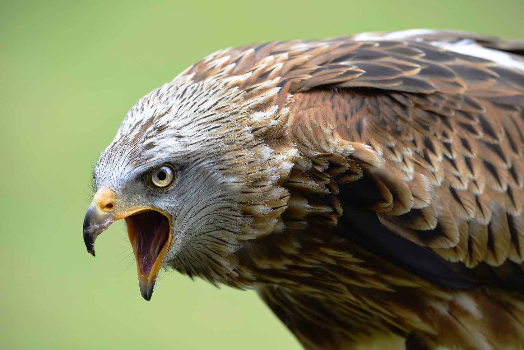 Einheimische Vögel: Besonderheiten und Merkmale der ...