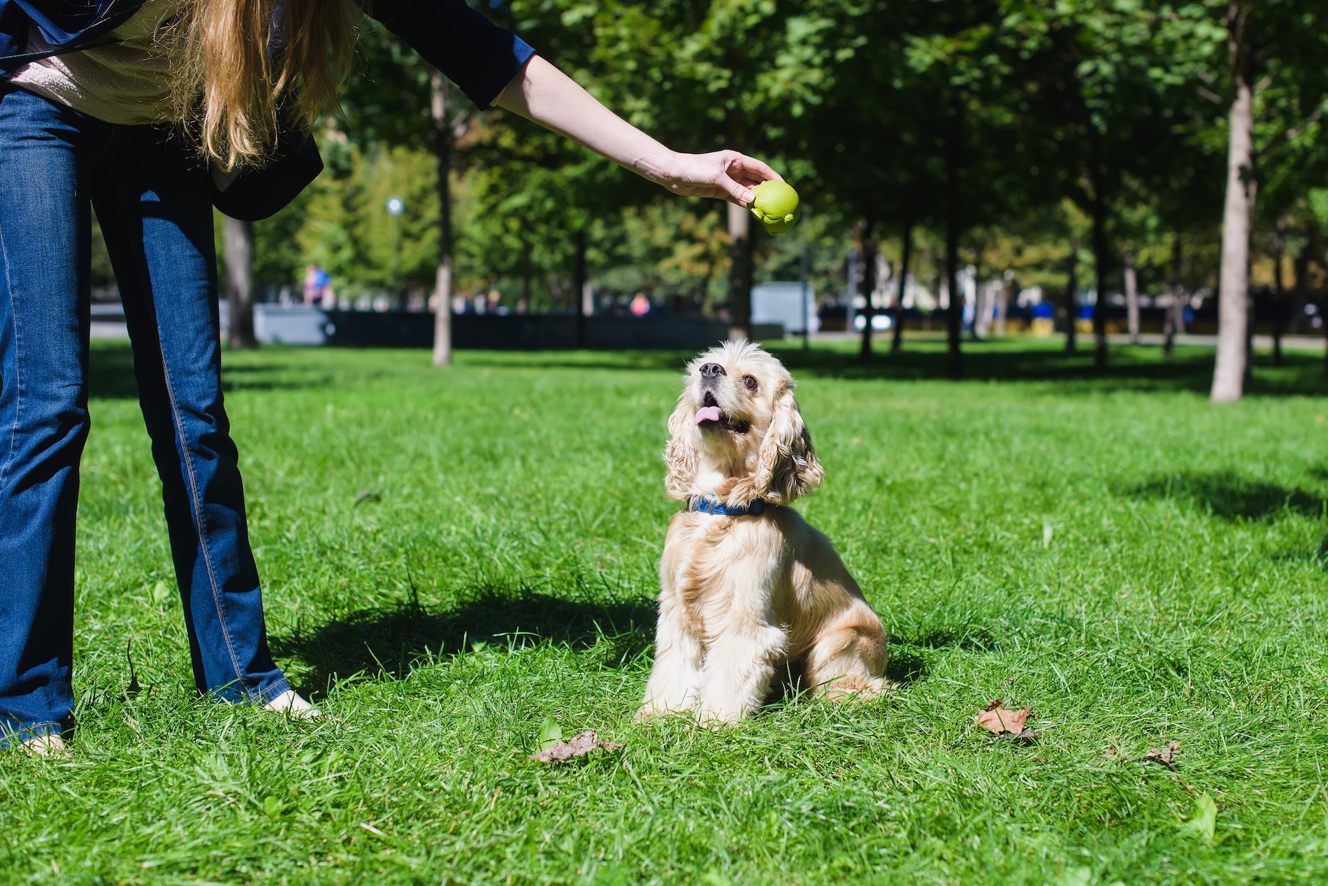 Cocker Spaniel Der Jagdhund mit Spieltrieb DasTierlexikon.de