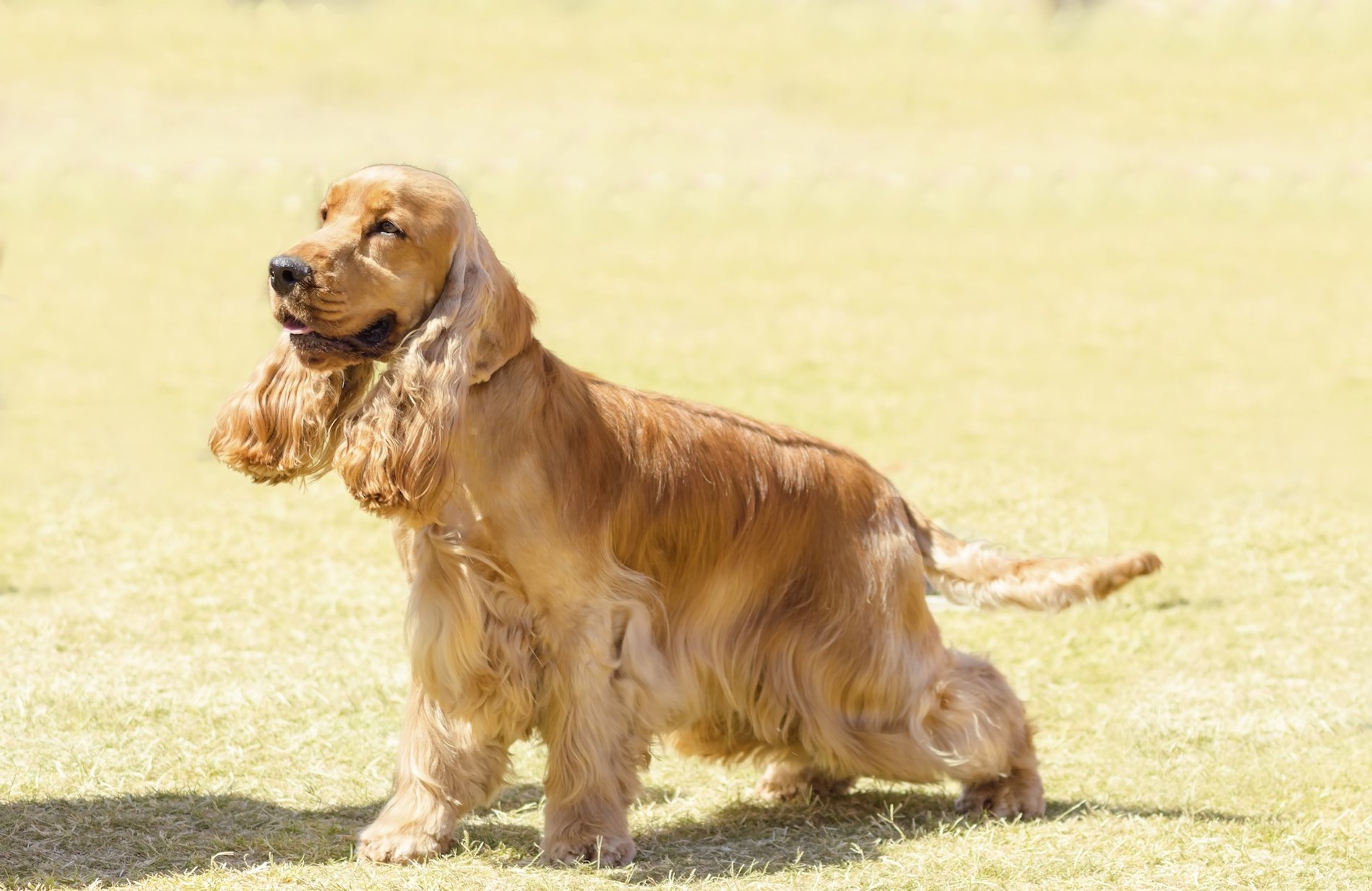 Cocker Spaniel - Der Jagdhund mit Spieltrieb - Das-Tierlexikon.de