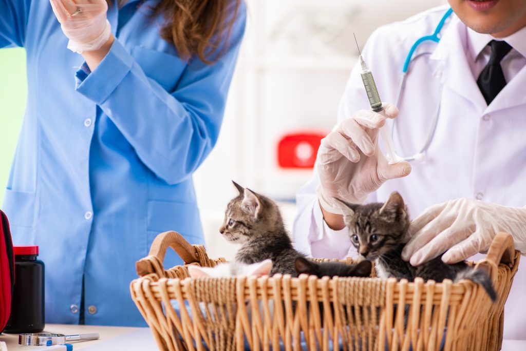Tierarzt So finden Sie den besten Veterinär für Ihr Haustier