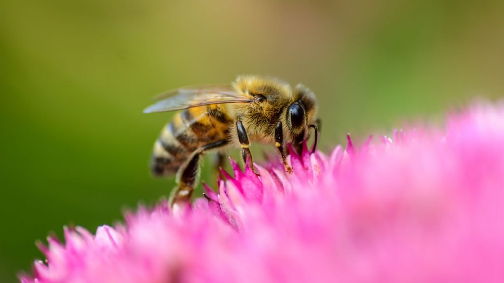 Biene: Fleißige Bestäuber und Honigproduzenten - Das-Tierlexikon.de