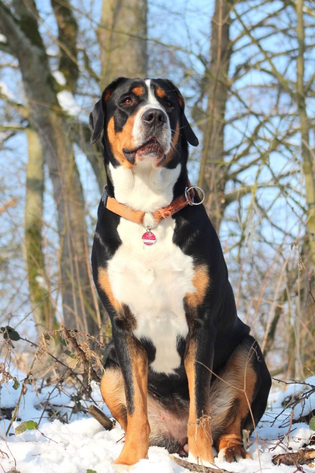 Großer Schweizer Sennenhund furchtloser Haus und