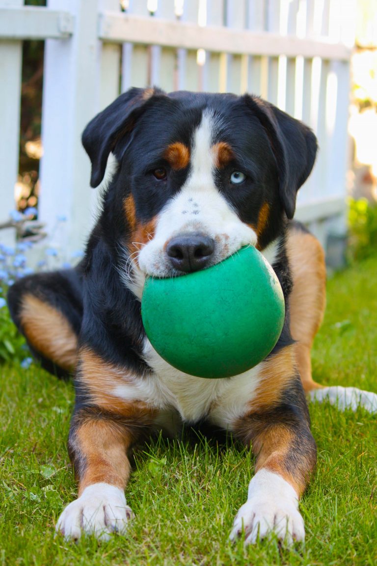 Großer Schweizer Sennenhund furchtloser Haus und