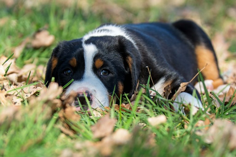 Großer Schweizer Sennenhund furchtloser Haus und