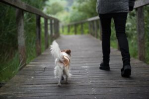 Spaziergang mit Hund