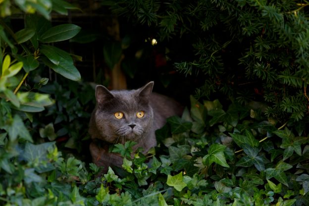 Giftige Pflanzen für Katzen Diese Zimmerpflanzen sollten