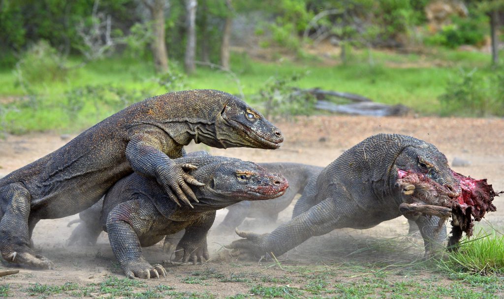  Komodowaran  Der Komododrache im Steckbrief  Das 