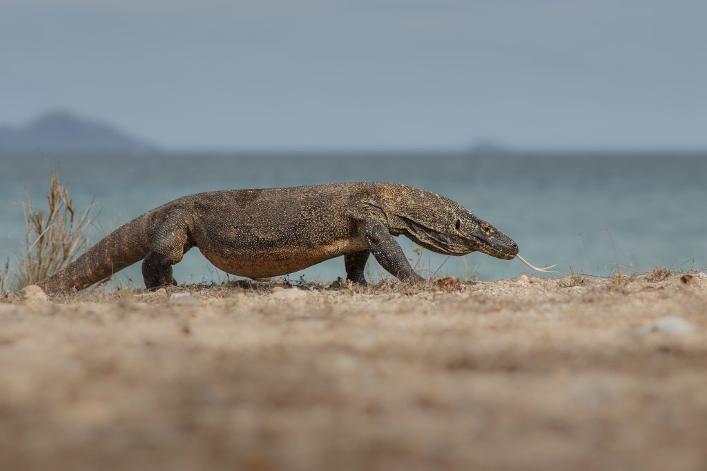  Komodowaran  Der Komododrache im Steckbrief  Das 