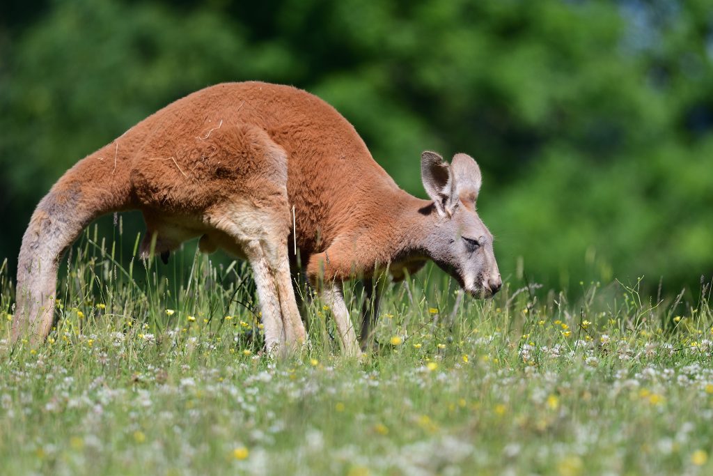 Rotes Riesenkänguru: Alles zur größten Känguruart - Das-Tierlexikon.de