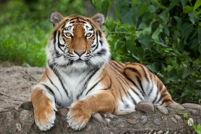 Großkatzen Infos Fotos And Steckbriefe Zu Den Majestätischen Raubtieren