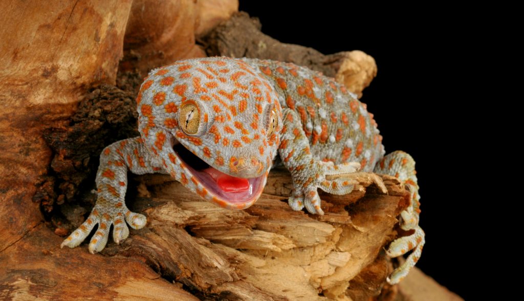 Tokeh: Alles über den gepunkteten blauen Gecko - Das-Tierlexikon.de