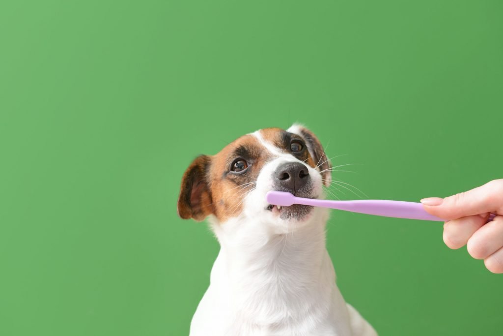 Zahnstein beim Hund Tipps zum Entfernen und Vorbeugen